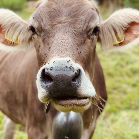 Une vache qui s’est échappée atterrit dans la piscine du voisin.
