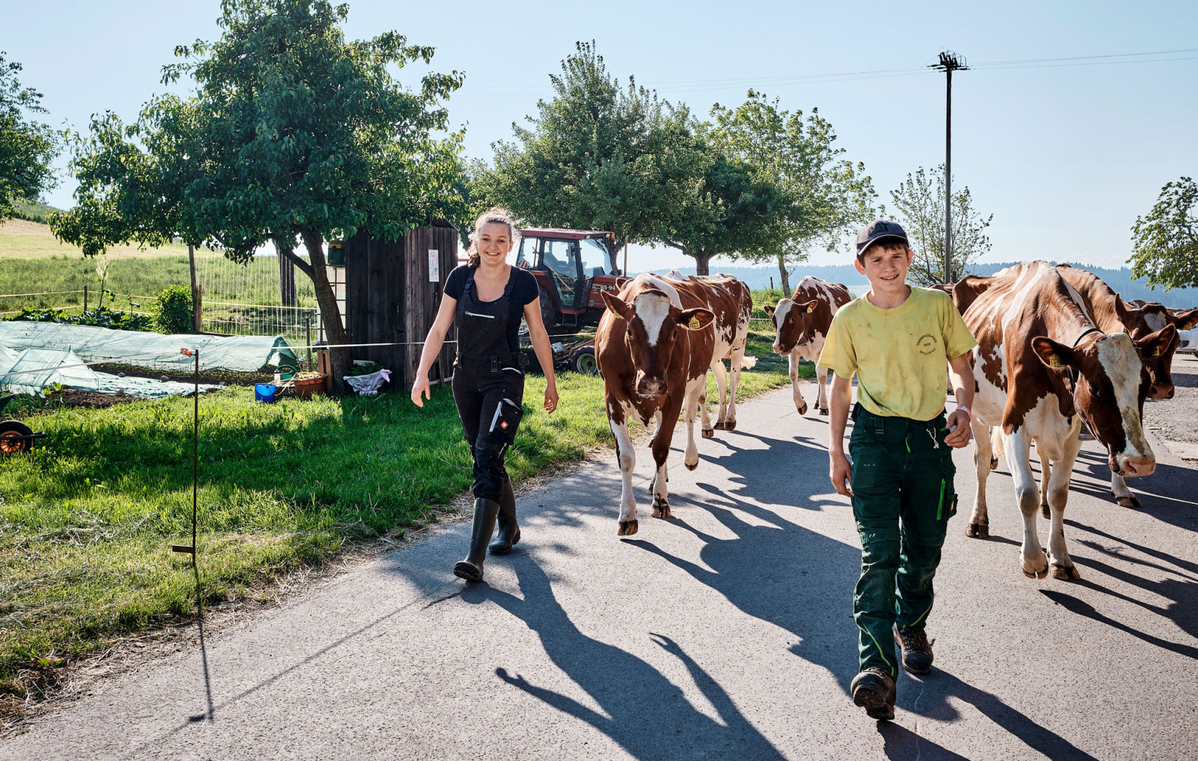 Die Kinder eines Landwirten bringen gemeinsam die Kühe vom Stall auf die Weide.