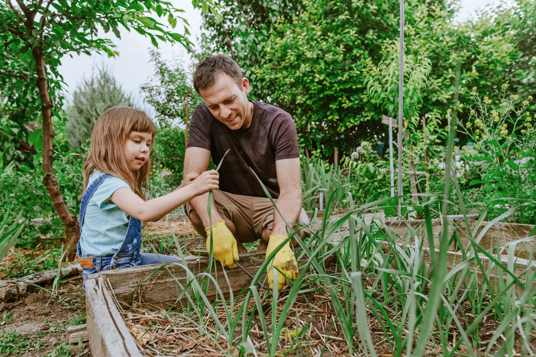 Ein Vater und seine kleine Tochter arbeiten gemeinsam im Gemüsegarten.